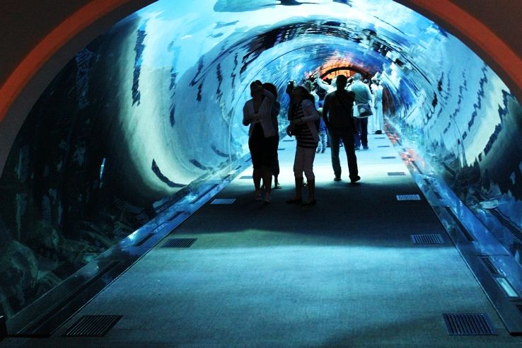 4. Dubai Aquarium and Underwater Zoo